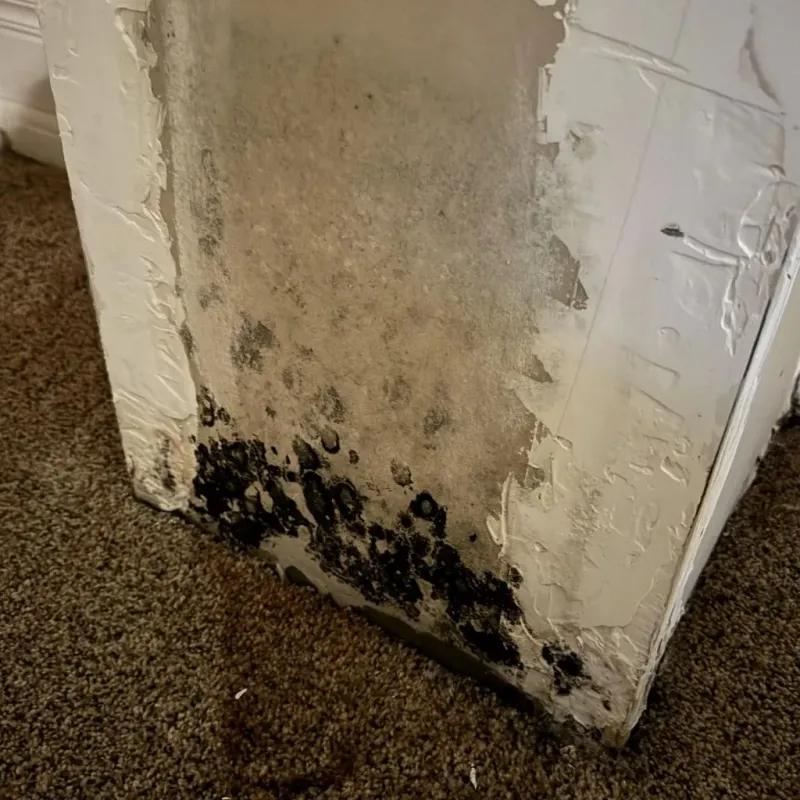 Professional Mold Removal in Adairsville, GA